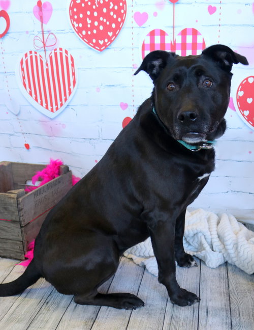 LADY - Labrador Retriever available for adoption