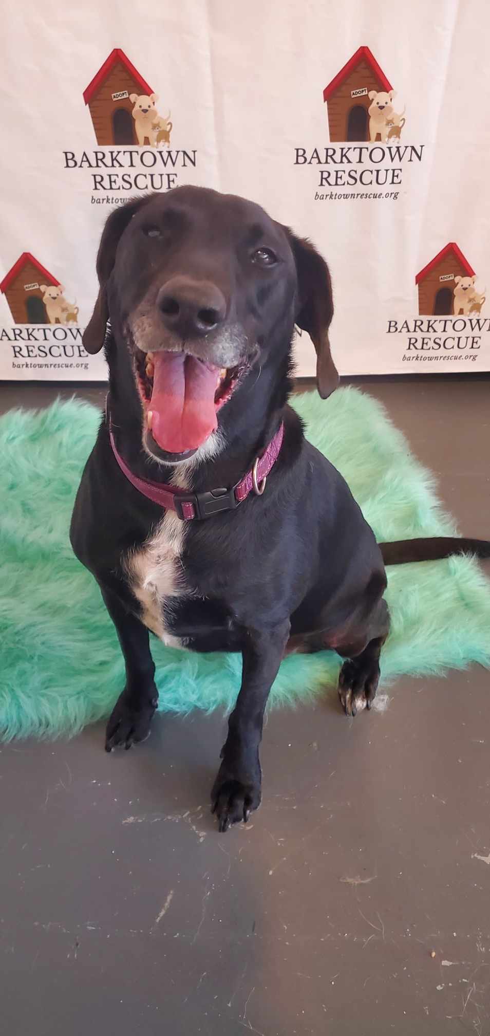 adoptable Dog in Boston, KY named Melanie