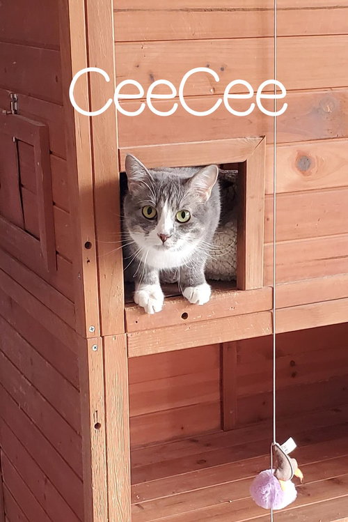 CEECEE - Domestic Short Hair available for adoption