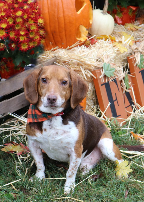 STEWART - Beagle available for adoption