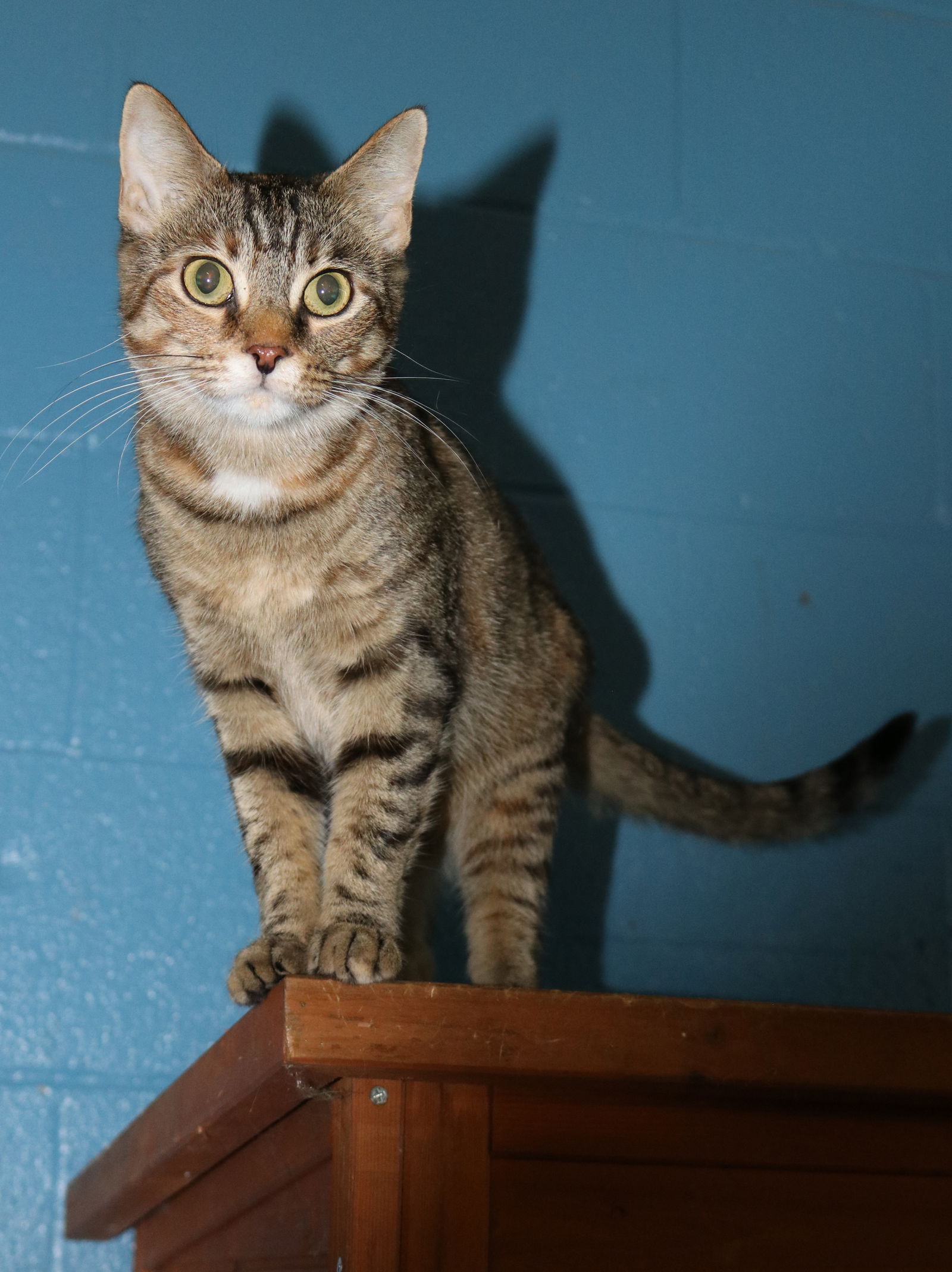 adoptable Cat in Boston, KY named Sassy