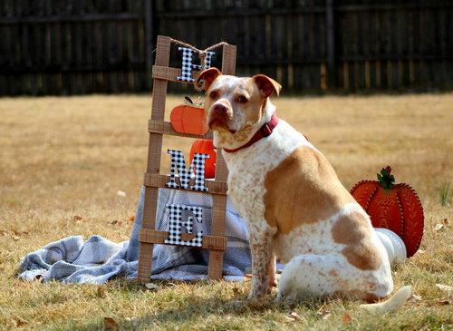 LEONA - Cattle Dog / American Pit Bull Terrier available for adoption