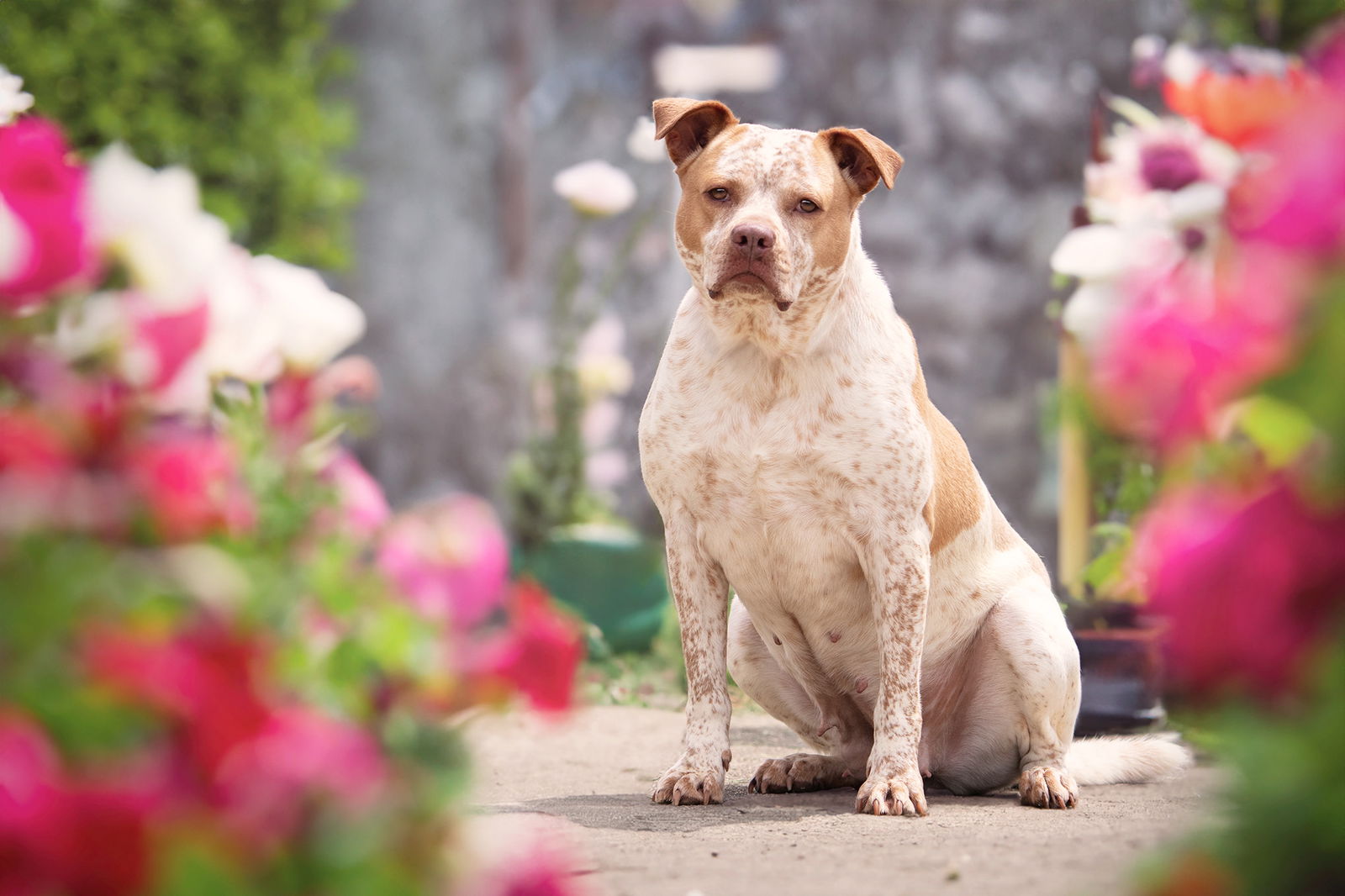 adoptable Dog in Boston, KY named Leona