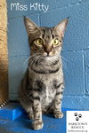 Miss Kitty - Photo 2