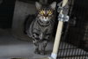Miss Kitty - Photo 3