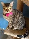 adoptable Cat in , KY named Miss Kitty