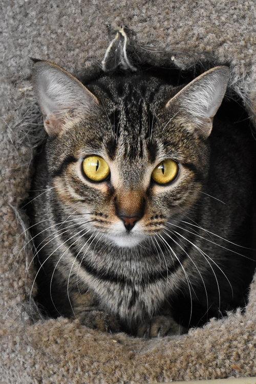 Photo 4 of Miss Kitty