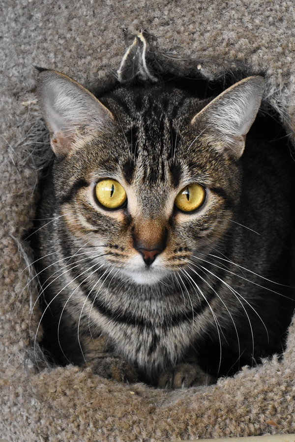 Miss Kitty