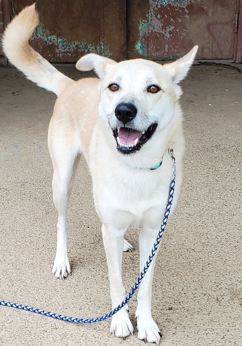 LUNA - Shepherd / Husky available for adoption