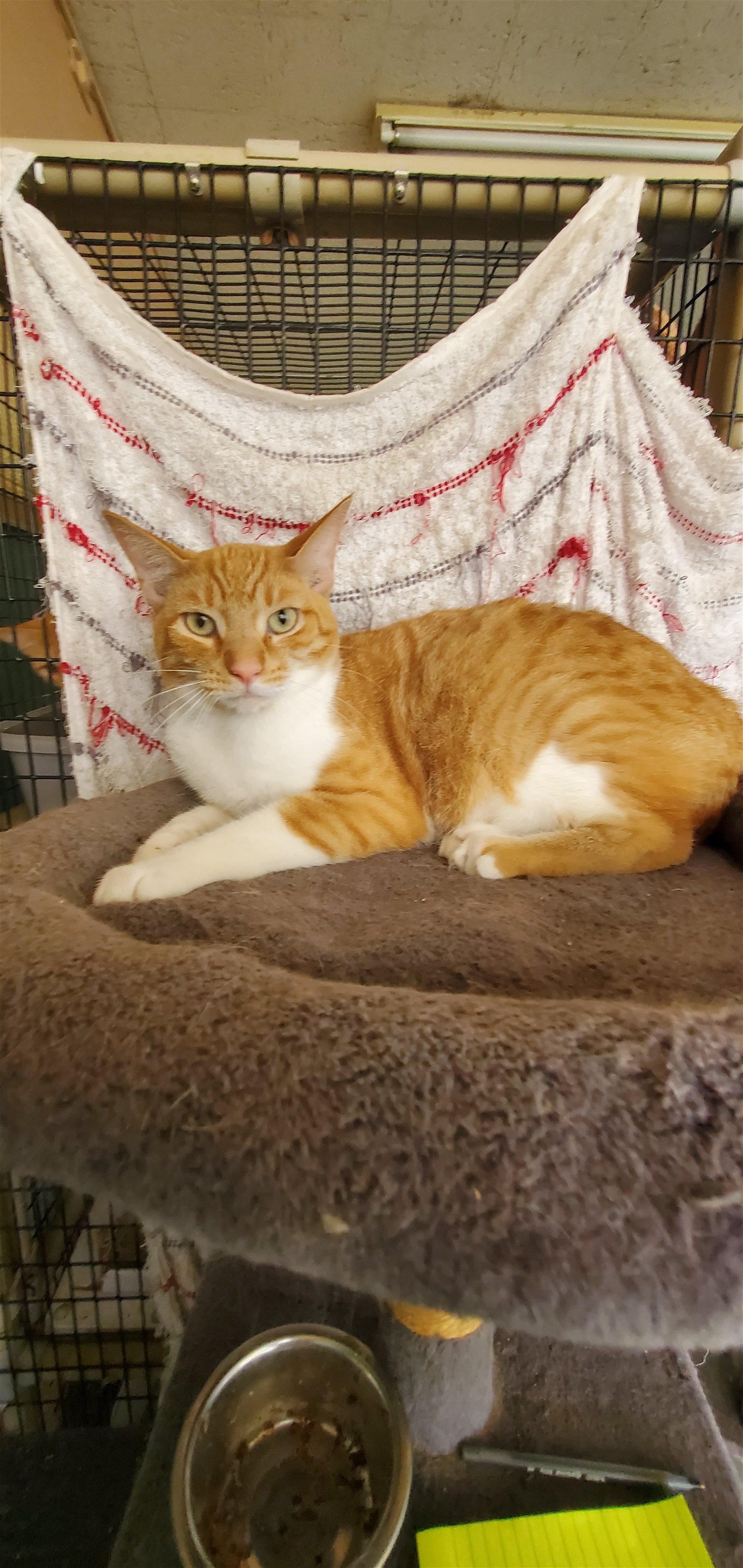adoptable Cat in Boston, KY named Thor