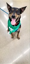 adoptable Dog in boston, KY named Meeko