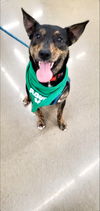 adoptable Dog in Boston, KY named Meeko