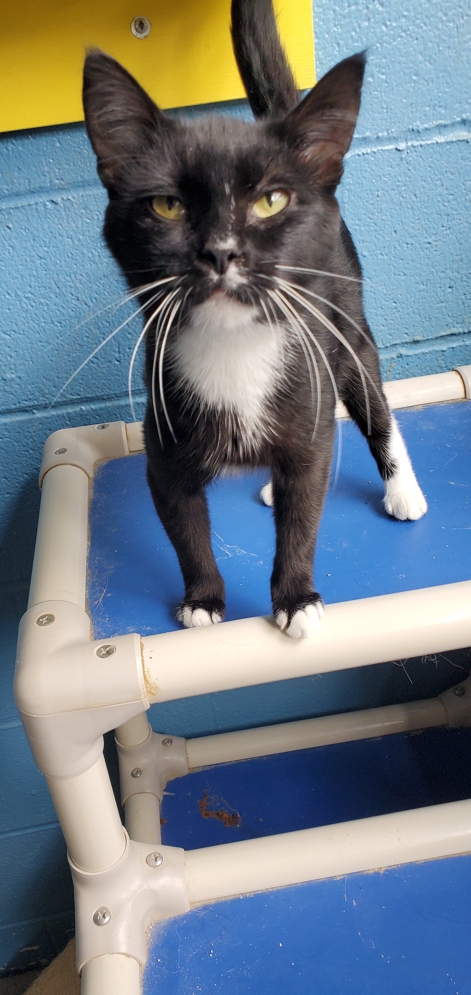 Cats for Adoption in Breckinridge County, Kentucky Alpha Paw