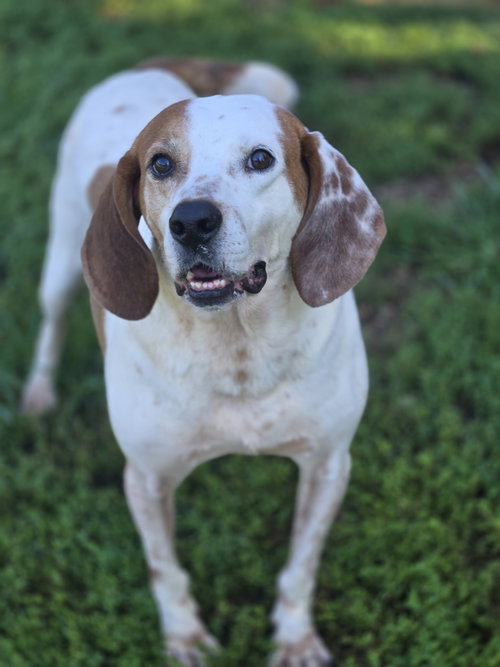 picture of the dog needing adoption