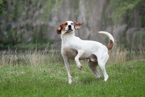 JONES - Hound available for adoption