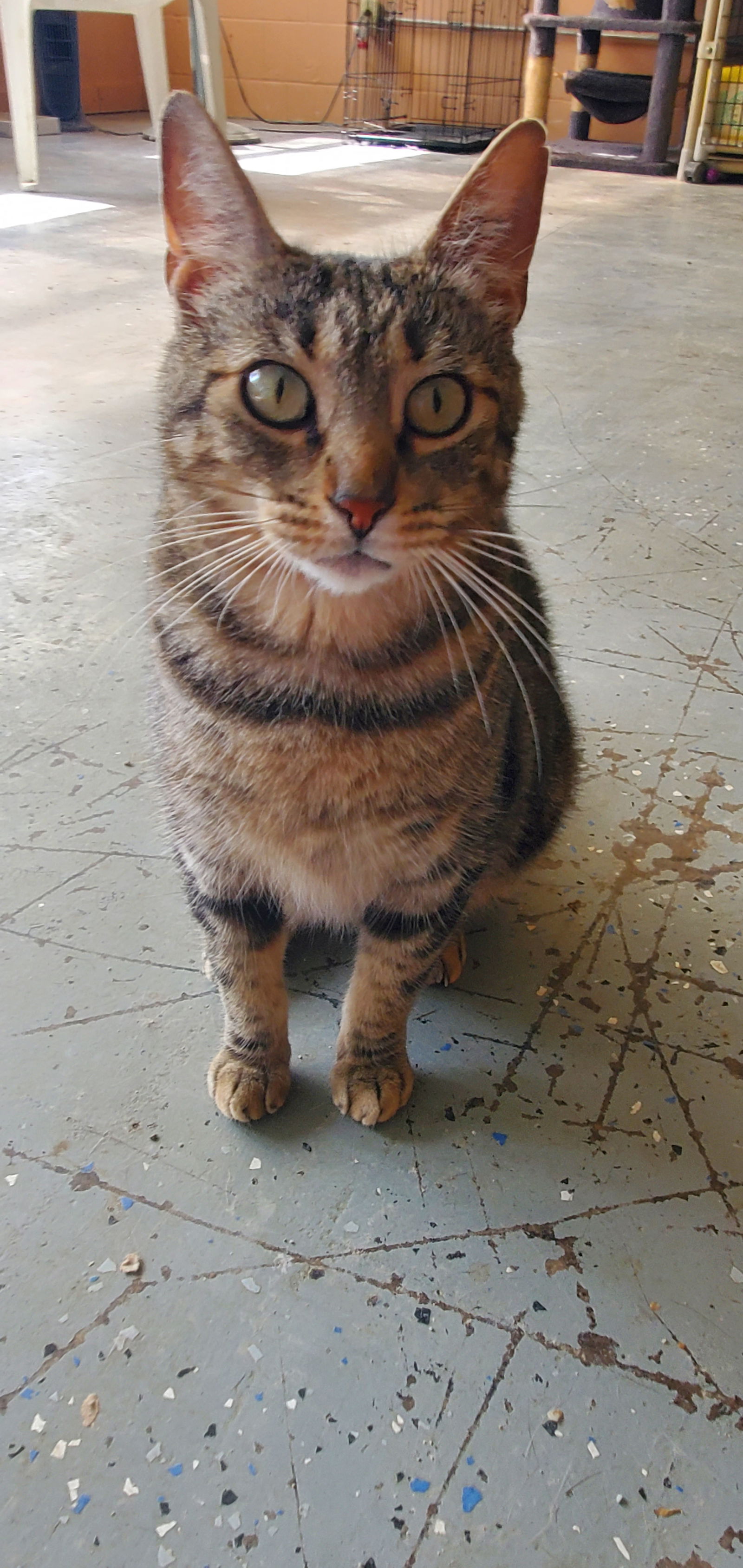 adoptable Cat in Boston, KY named Monica