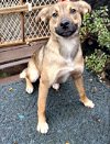 adoptable Dog in boston, KY named Linus (Rio)