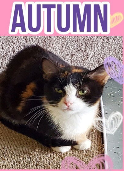 adoptable Cat in Boston, KY named Autumn