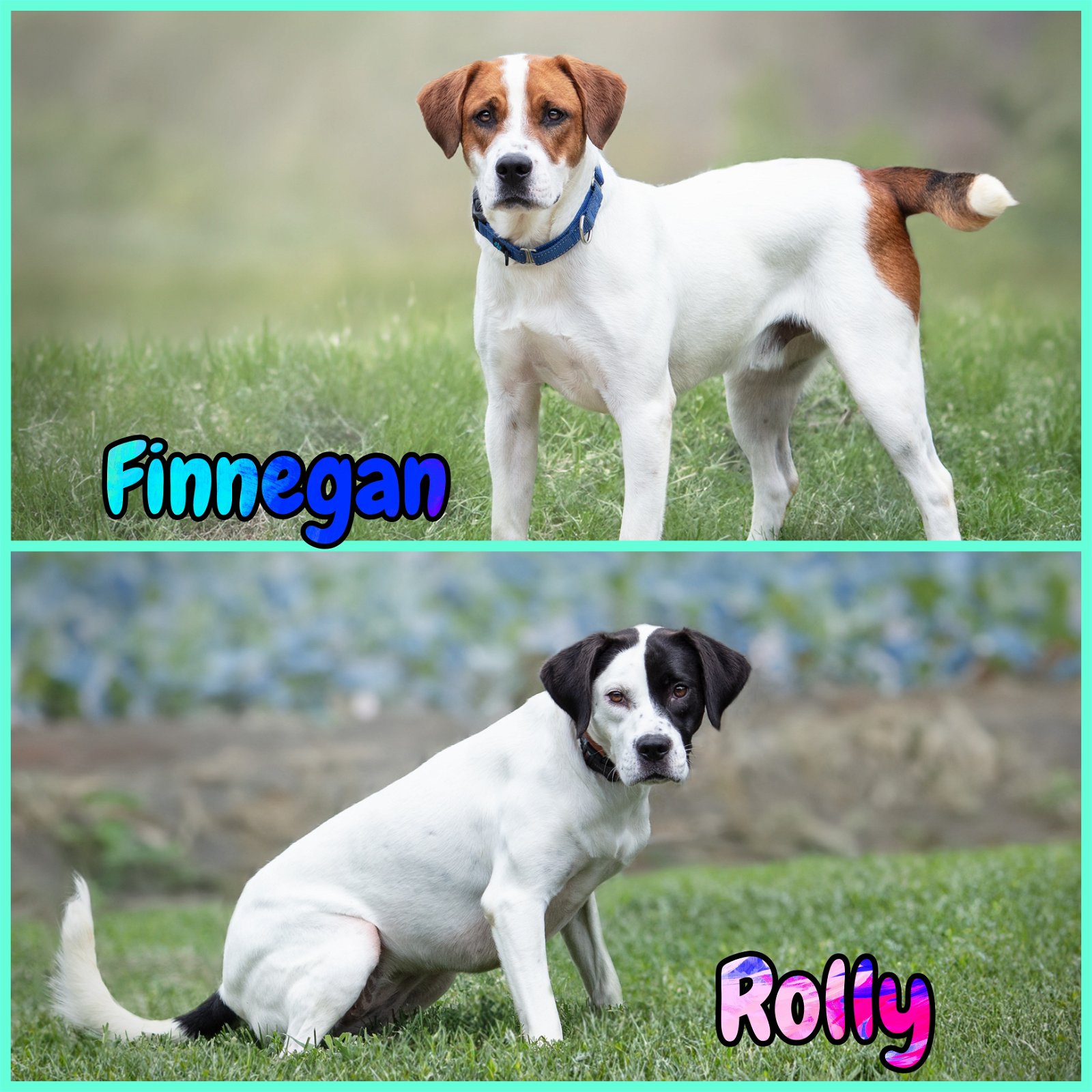 adoptable Dog in Boston, KY named Finnegan and Rolly