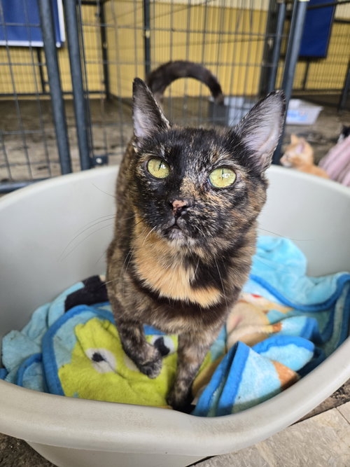 Nebula, an adoptable Tortoiseshell in Boston, KY