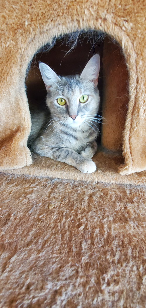 HAZEL - Dilute Tortoiseshell available for adoption