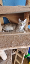 Hazel - Photo 3