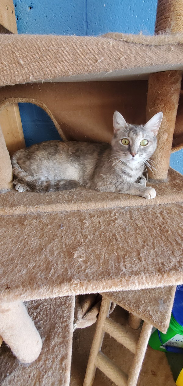 Hazel