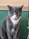 adoptable Cat in , KY named Bella