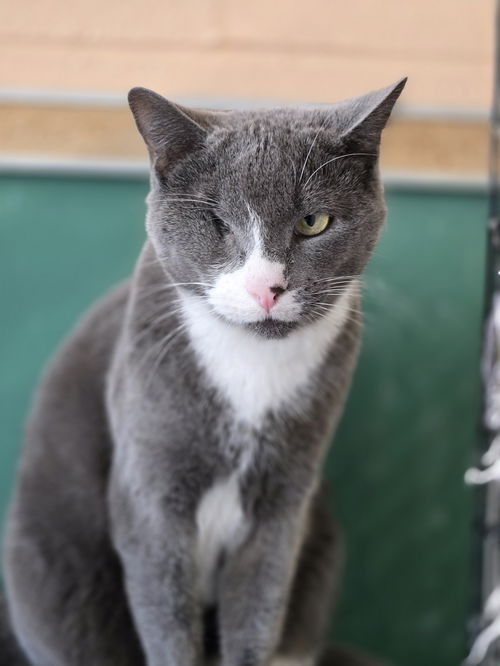 picture of the cat needing adoption