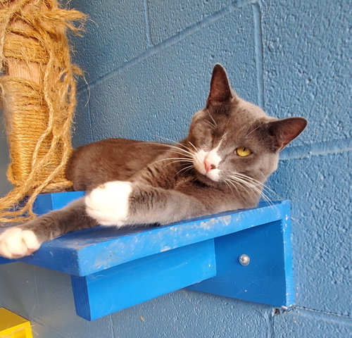 BELLA - Domestic Short Hair available for adoption