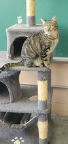 adoptable Cat in boston, KY named Vader
