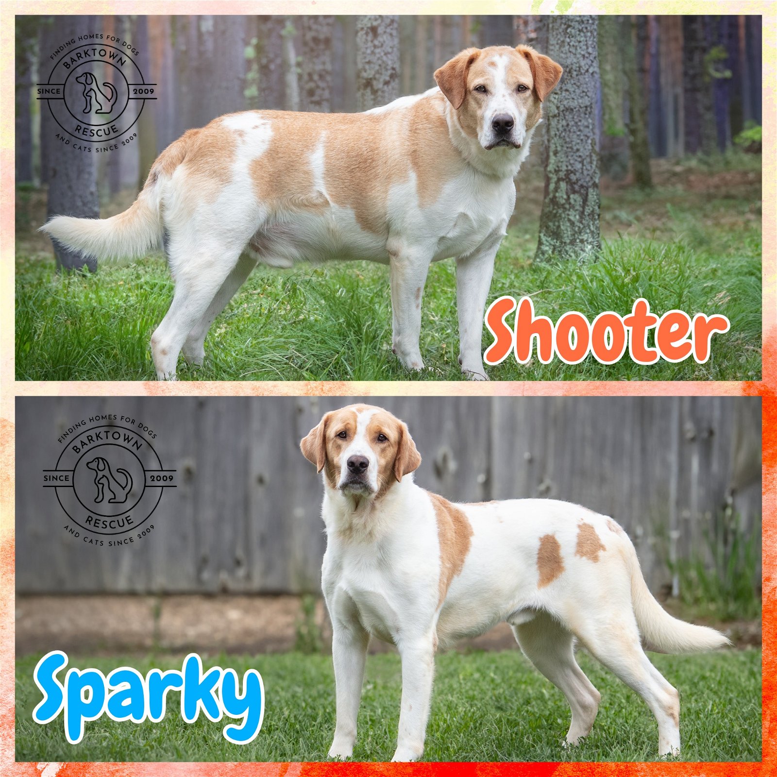 adoptable Dog in Boston, KY named Shooter & Sparky