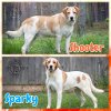 adoptable Dog in , KY named Shooter & Sparky