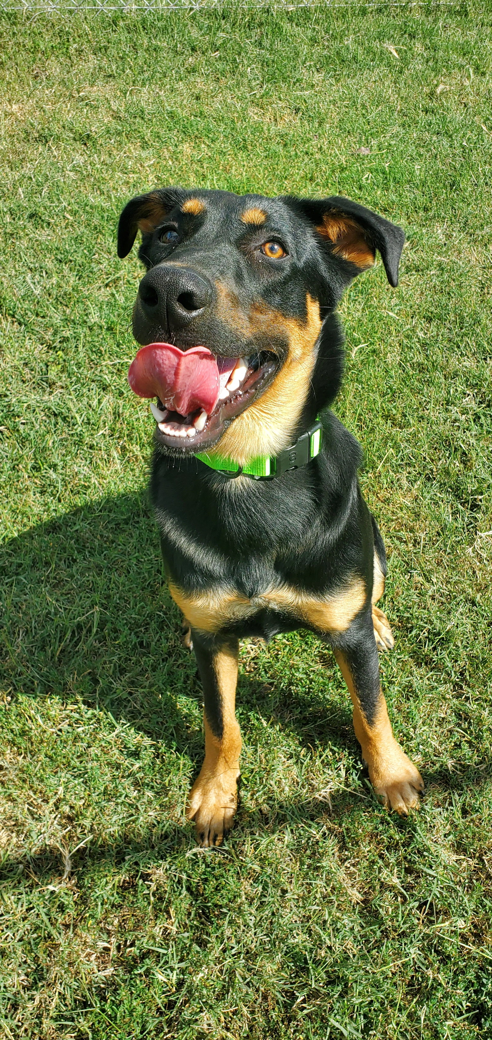 Dog for Adoption Jimmy, a Rottweiler in Floyd County, IN Alpha Paw