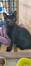 adoptable Cat in , KY named Shadow