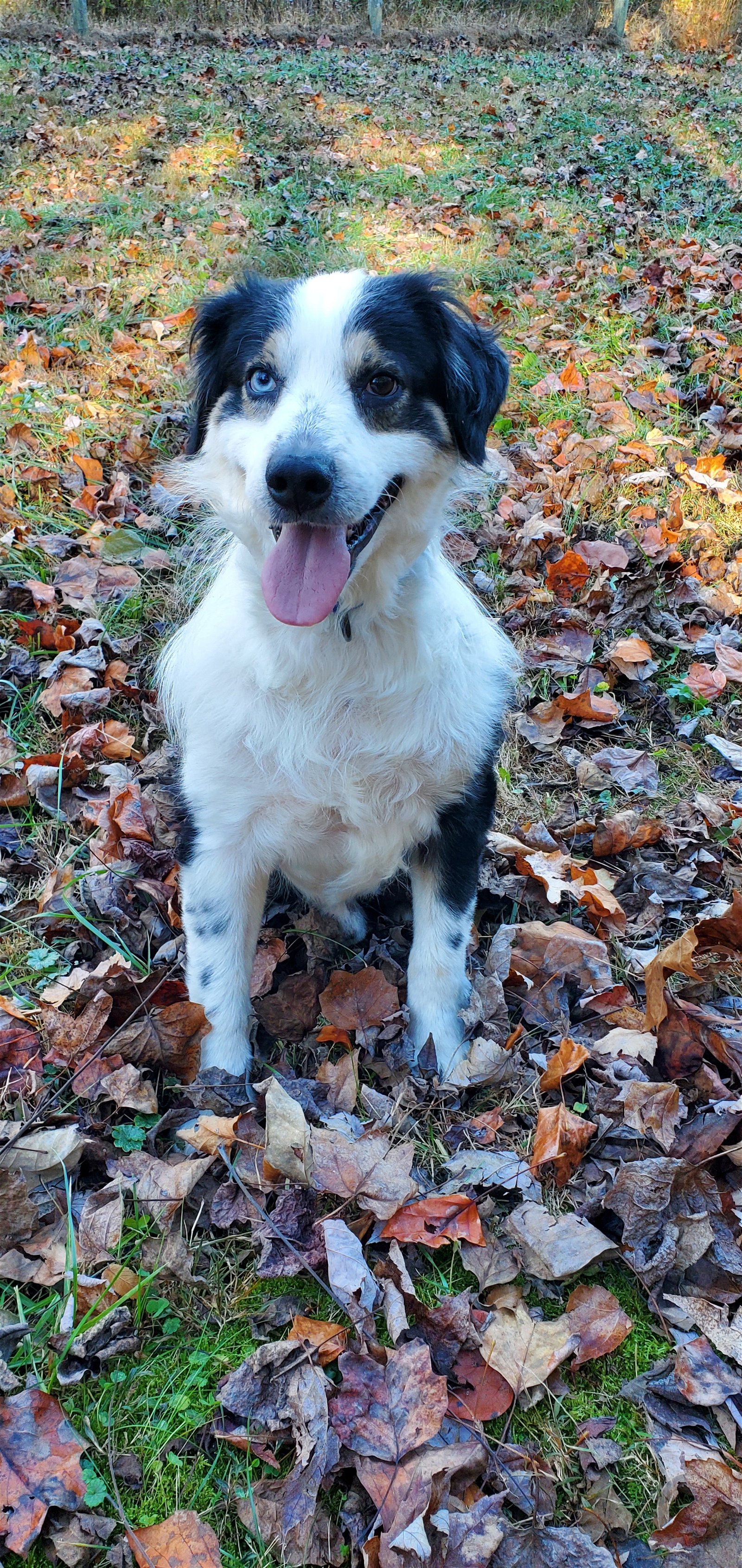 adoptable Dog in Boston, KY named Ryder