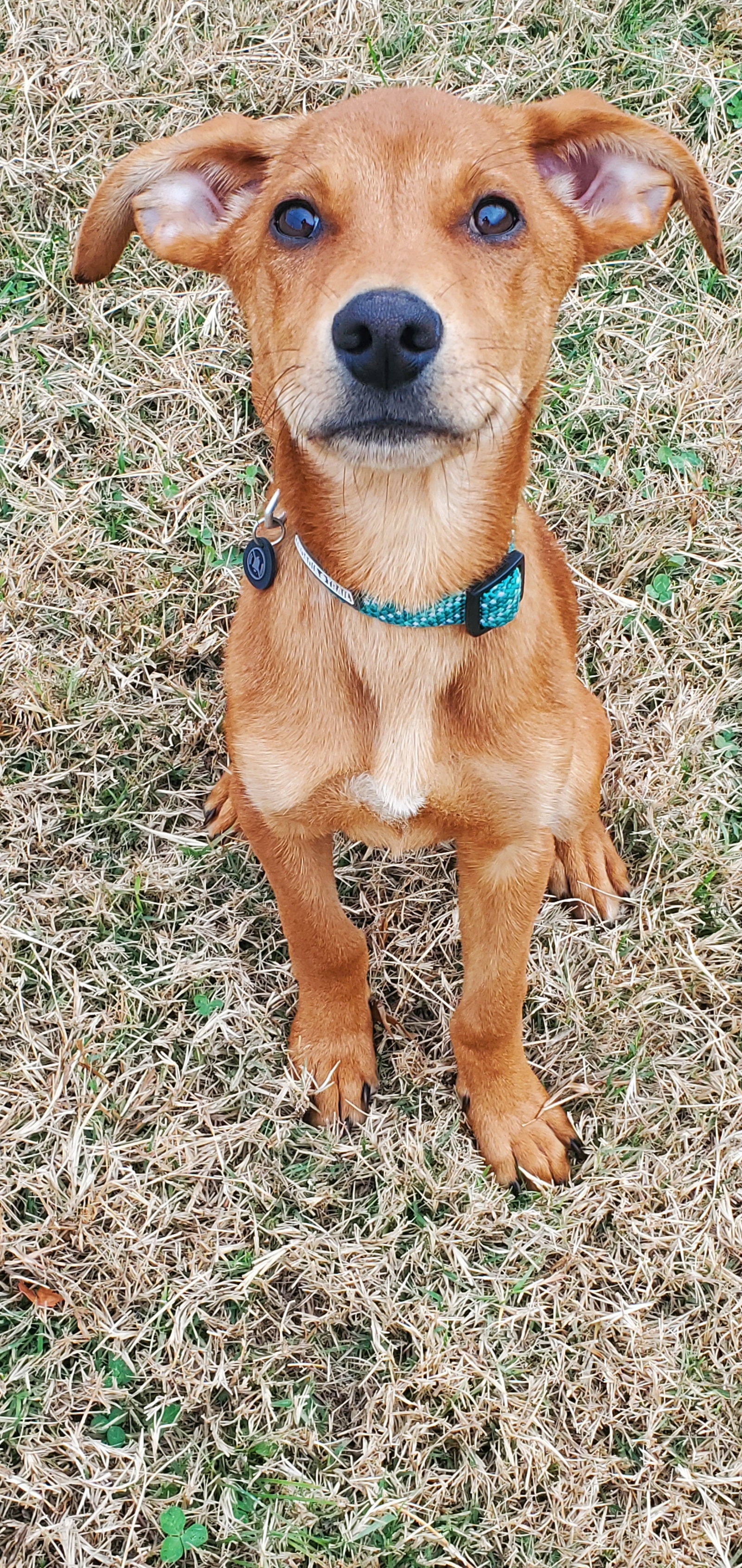 Dog for Adoption Pumpkin, a Hound in Anchorage, KY Alpha Paw