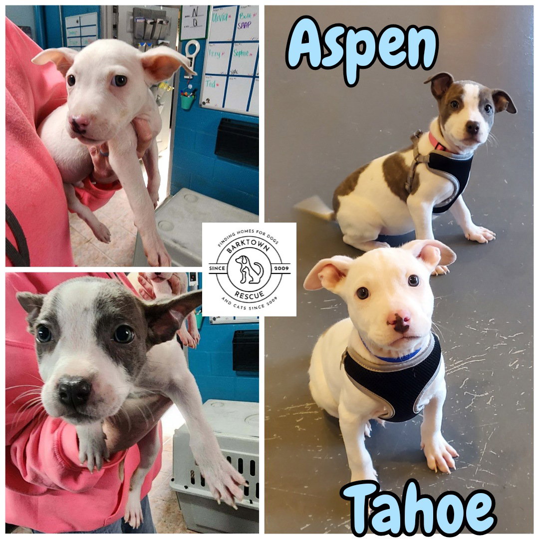 Dog for Adoption Aspen, a Pit Bull Terrier in Clarksville, IN Alpha Paw