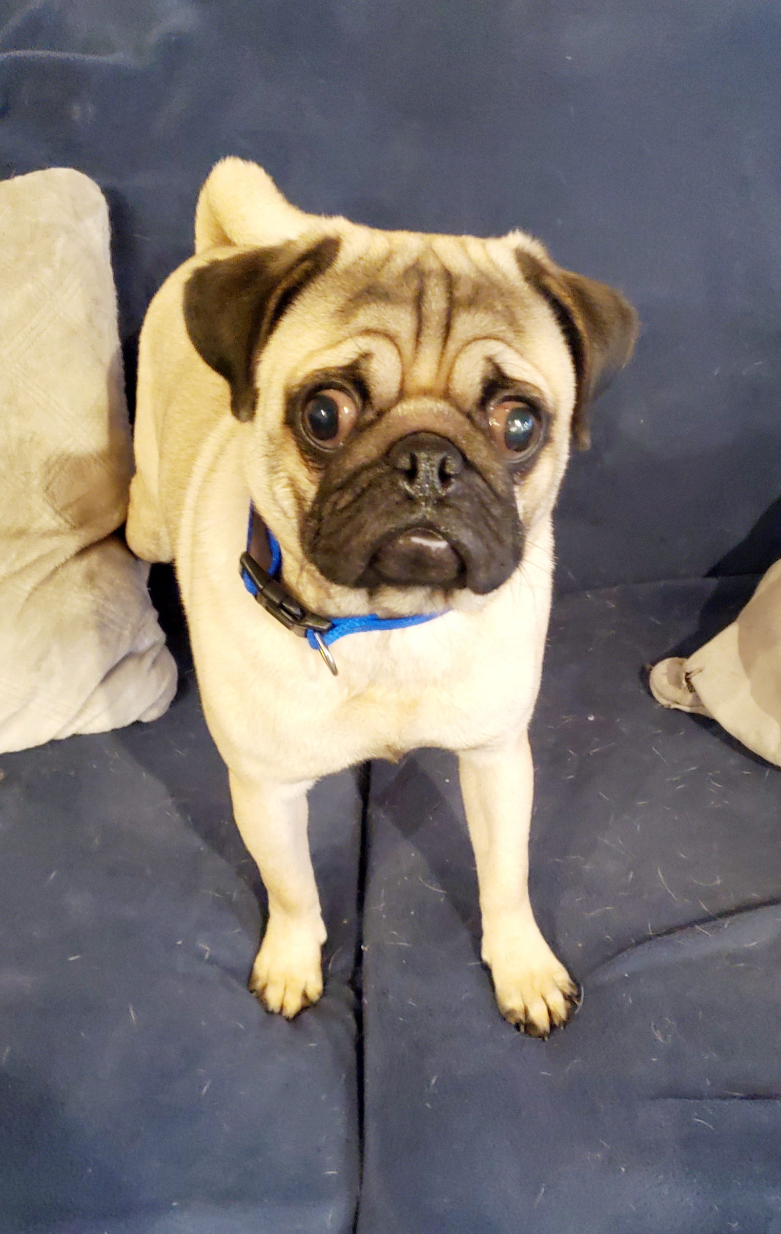 Dog for Adoption - Percy the Pug, a Pug in Lyndon, KY | Alpha Paw