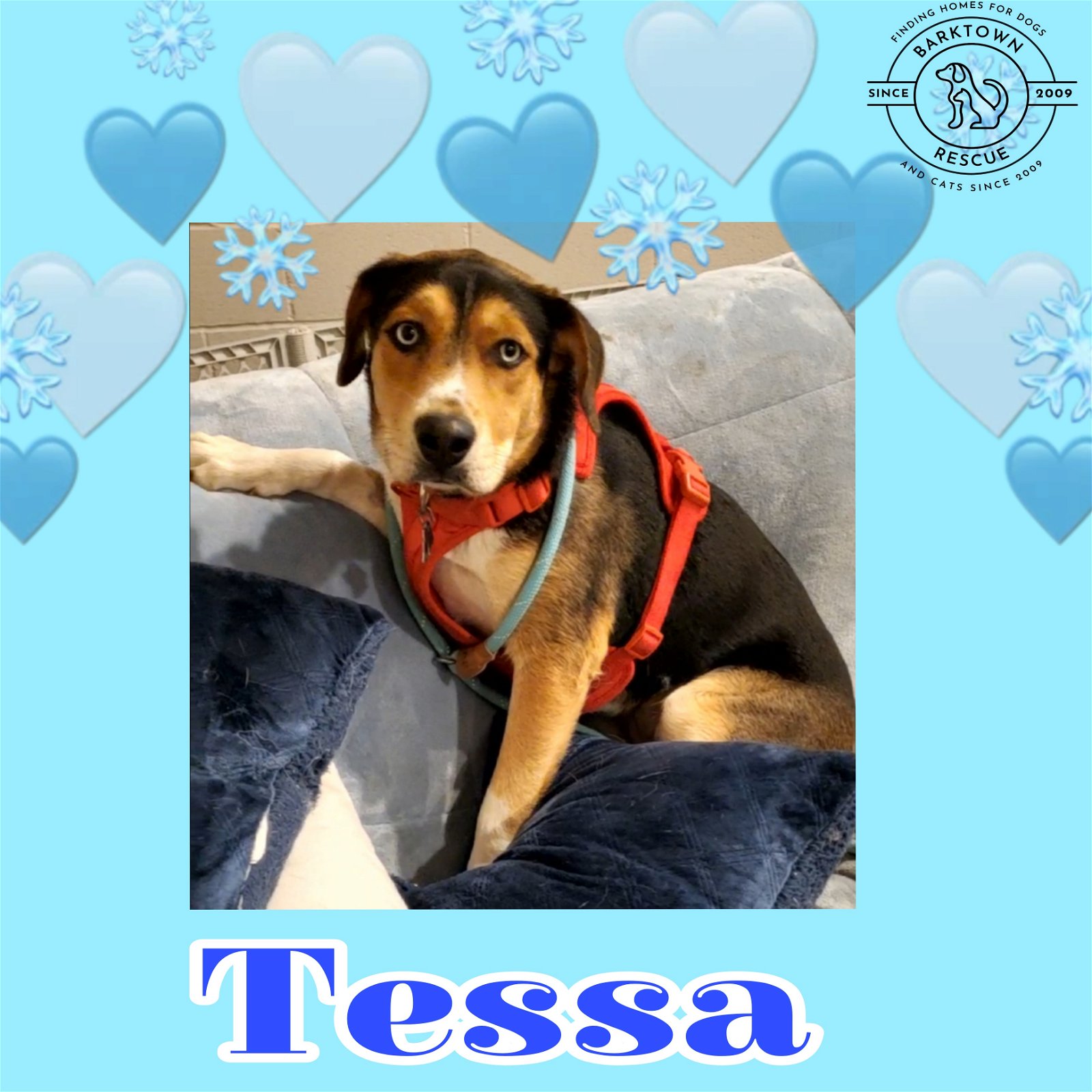 adoptable Dog in Boston, KY named Tessa