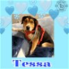 adoptable Dog in  named Tessa