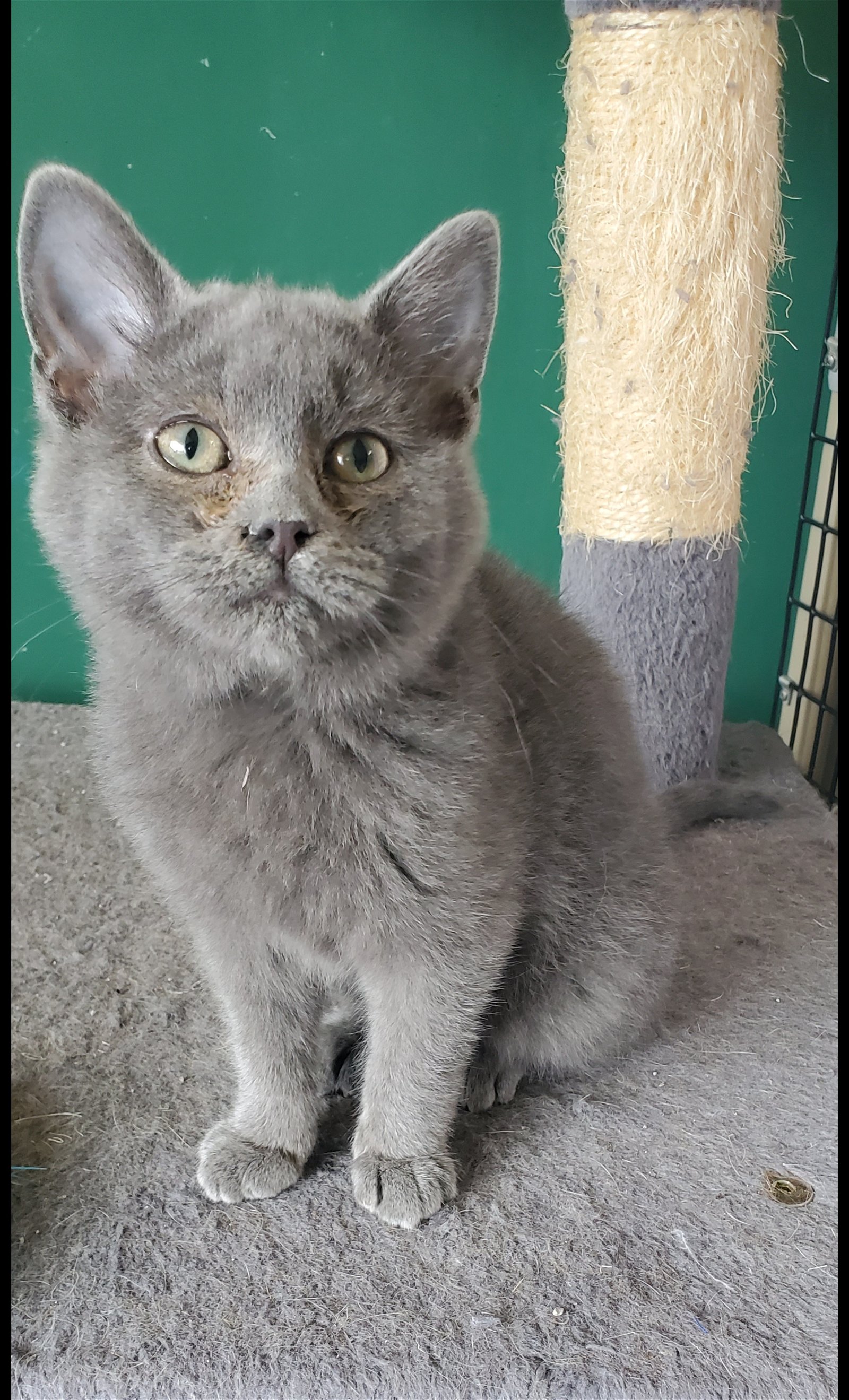adoptable Cat in Boston, KY named Tinsel