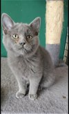 adoptable Cat in , KY named Tinsel