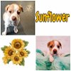 adoptable Dog in , KY named Sunflower