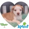 adoptable Dog in , KY named Sprout