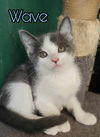 adoptable Cat in , KY named Wave