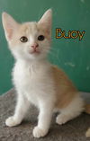 adoptable Cat in , KY named Buoy