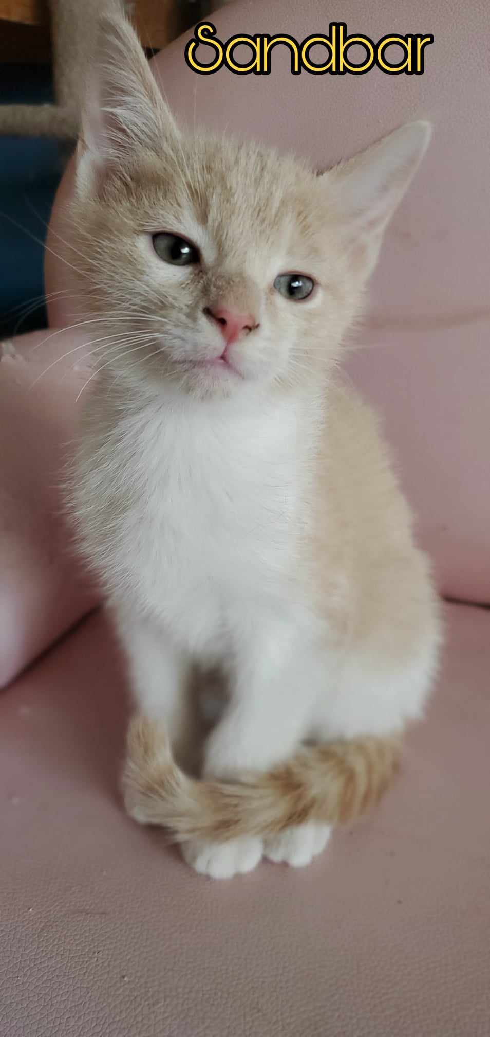 adoptable Cat in Boston, KY named Sandbar