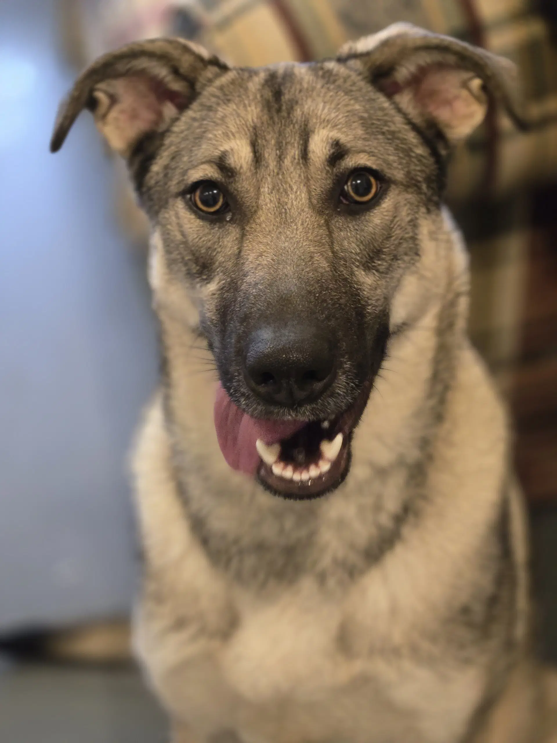 Moxie - Shepherd