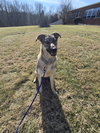 Moxie - Photo 2